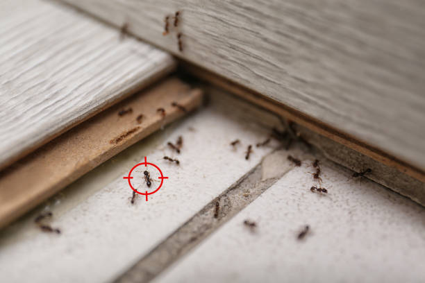 Best Flea Control Services  in Jasper, FL