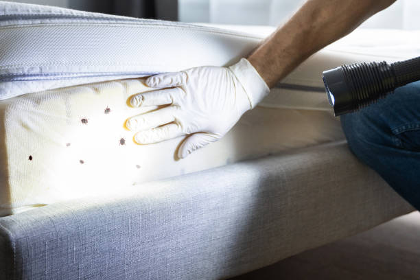 Best Affordable Pest Control Services  in Jasper, FL