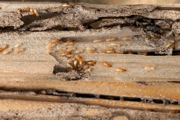 Best Residential Pest Control  in Jasper, FL